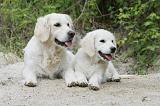 GOLDEN RETRIEVER 768